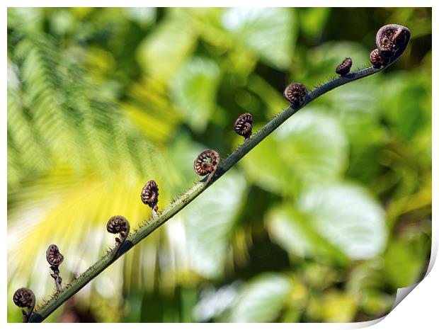 Daintree Rainforest Tree Fern Print by James Bennett (MBK W