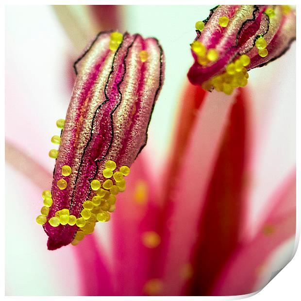 Pollen macro square portrait Print by James Bennett (MBK W