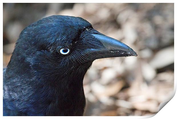 Australian Raven on Whitsunday Island Print by James Bennett (MBK W