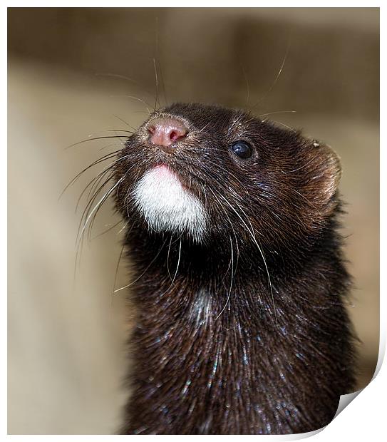 American Mink in England Print by James Bennett (MBK W
