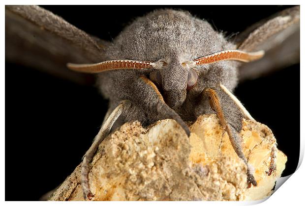 Fabulous furry Poplar Hawk Moth Print by James Bennett (MBK W