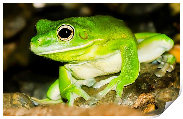 Bright green Tree Frog Print by James Bennett (MBK W