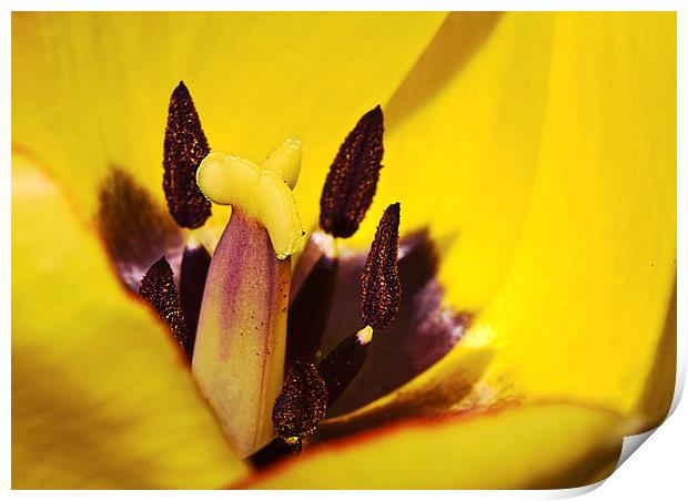 Picotee yellow tulip macro Print by James Bennett (MBK W