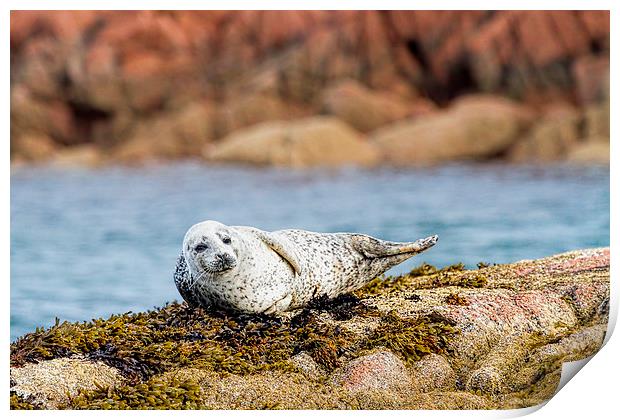  Cute Grey Seal Pup on Mull Scotland Print by James Bennett (MBK W