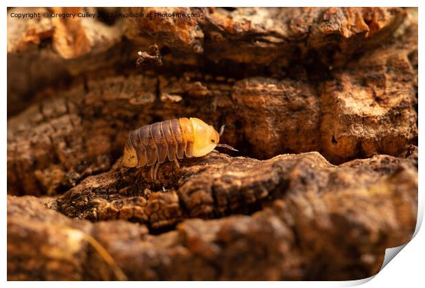 Rubber Ducky Isopod Cubaris walking on cork bark close up Print by Gregory Culley
