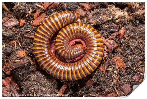 Amber West African Millipede curled up, Pelmatojulus ligulatus Print by Gregory Culley