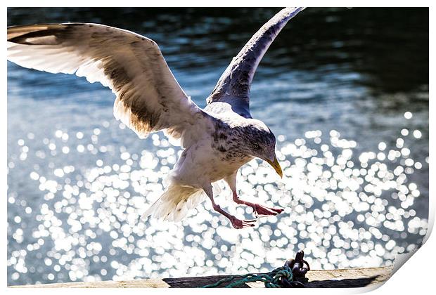 Seagull landing. Print by Gregory Culley