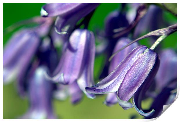 Bluebells in Bloom Print by Gregory Culley