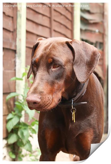 Chocolate Doberman Print by Gregory Culley