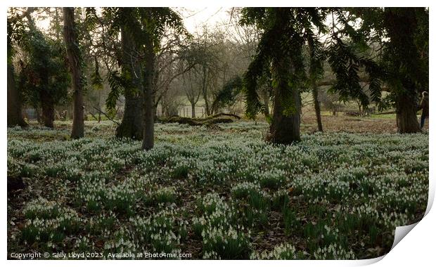 Snowdrops through the trees Print by Sally Lloyd