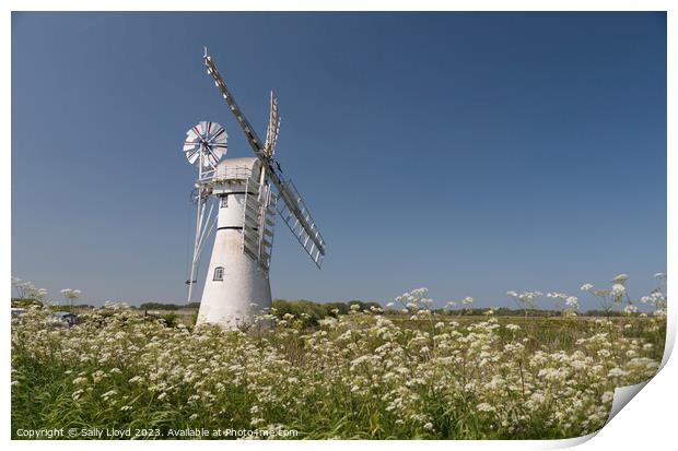 Thurne Mill with Cow Parsley  Print by Sally Lloyd