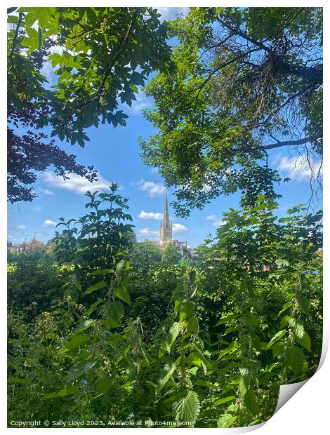 Norwich Cathedral, a summery view Print by Sally Lloyd