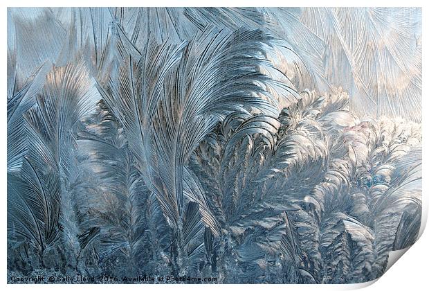 Ice Fern Pattern Print by Sally Lloyd
