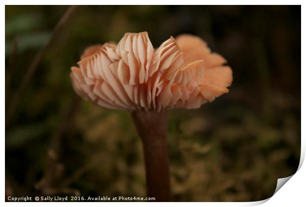 Pink Woodland Fungi  Print by Sally Lloyd