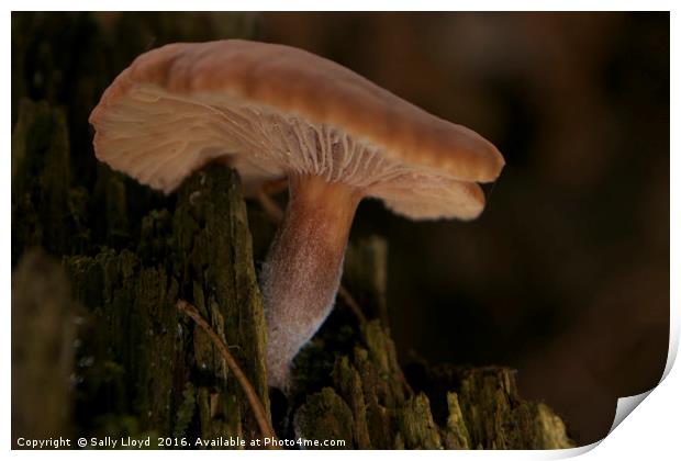 Fungi Log Print by Sally Lloyd