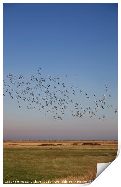 Birds in Flight at Blakeney Print by Sally Lloyd