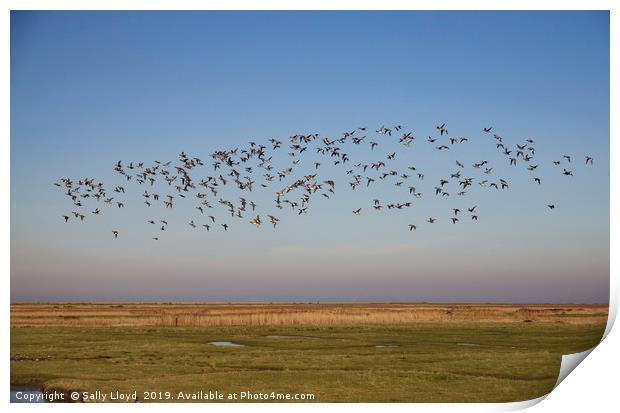 Birds in Flight at Blakeney - Landscape Print by Sally Lloyd