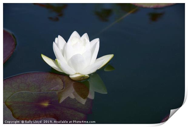 White Lily Reflection Print by Sally Lloyd