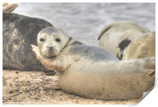 Horsey Seal in the mood to pose. c Print by Sally Lloyd