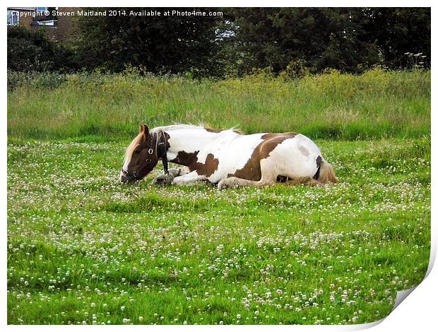 Lying horse eating grass Print by Steven Maitland