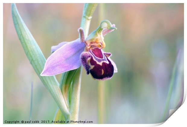 Single Bee orchid. Print by paul cobb
