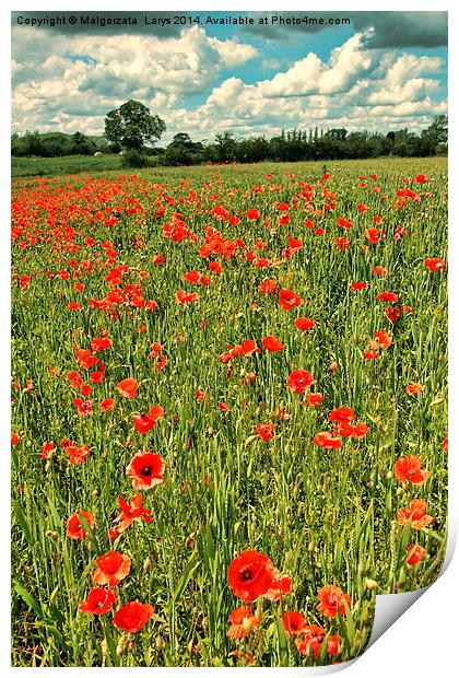 Fields or wild red poppies, vintage style Print by Malgorzata Larys