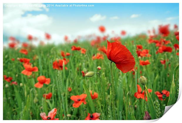 Beautiful fields of red poppies Print by Malgorzata Larys