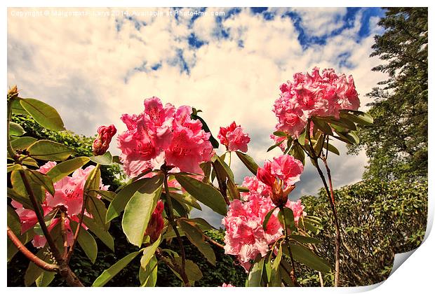 Pink rhododendron flowers against the sky Print by Malgorzata Larys
