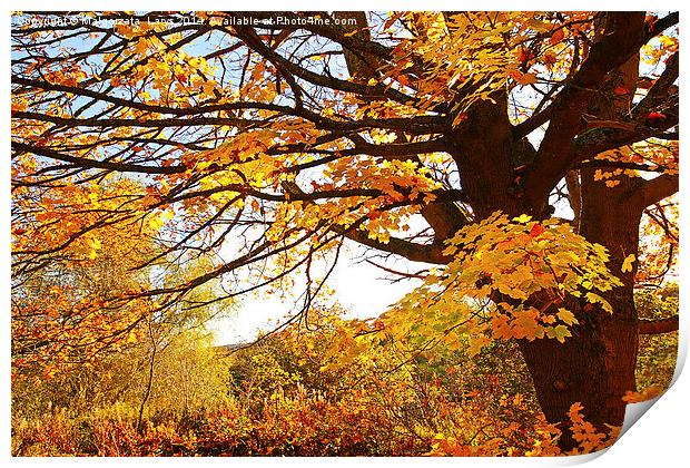 Beautiful Autumnal maple. Motherwell Park, Scotlan Print by Malgorzata Larys