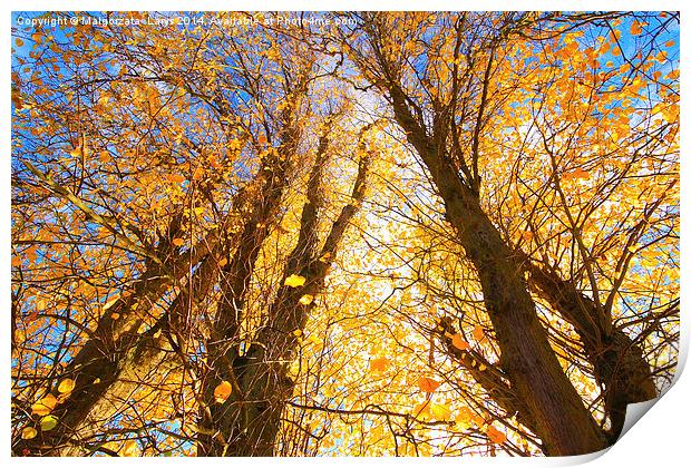 Beautiful Autumnal trees against blue sky Print by Malgorzata Larys