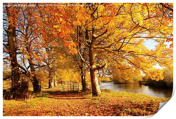 Beautiful Autumn in the Park, Scotland Print by Malgorzata Larys