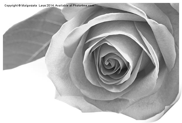 Beautiful rose in black and white Print by Malgorzata Larys