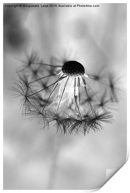 Macro dandelion in black and white Print by Malgorzata Larys