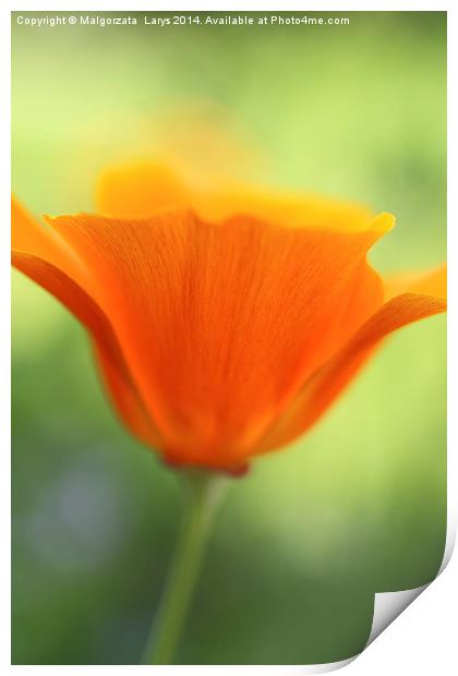 Beautiful orange poppy Print by Malgorzata Larys
