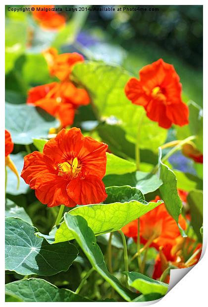 Blooming nasturtium Print by Malgorzata Larys