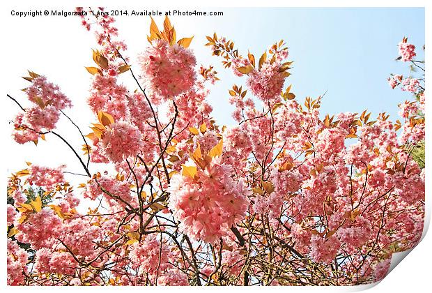 Blooming pink cherry tree in the park Print by Malgorzata Larys