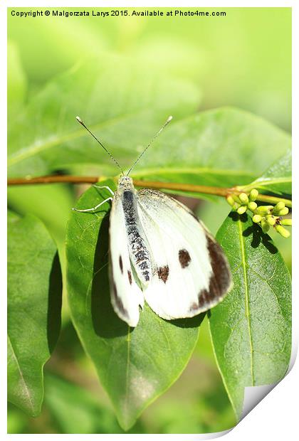 White butterfly in the garden  Print by Malgorzata Larys