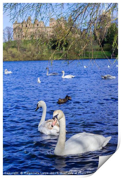 Linlithgow Lake with swans, Scotland  Print by Malgorzata Larys