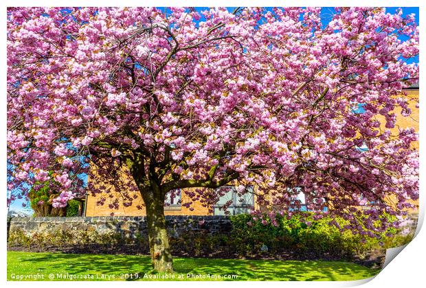 Beautiful Japanese cherry tree blossom in Airdrie Print by Malgorzata Larys