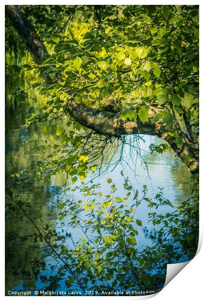 Beautiful tree branches over water, Monklands Cana Print by Malgorzata Larys