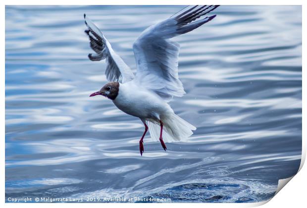 Young seagull over water Print by Malgorzata Larys