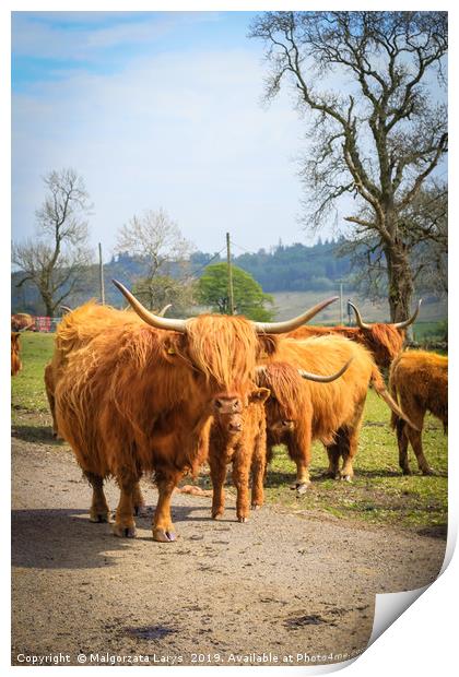 Hihland cows, Scotland Print by Malgorzata Larys