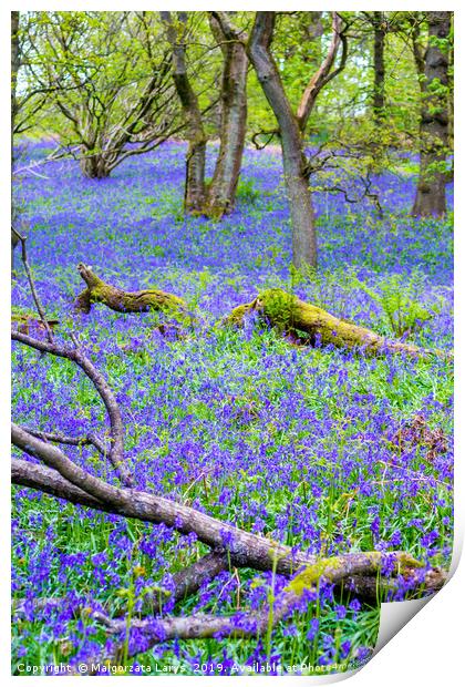 Beautiful bluebells in the forest of Scotland Print by Malgorzata Larys