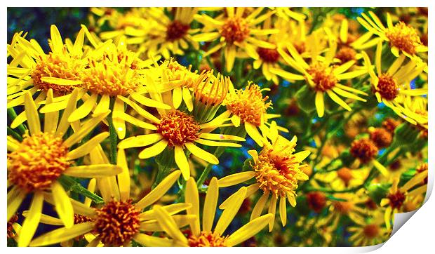 Wild Ragwort Print by Ellie Rose