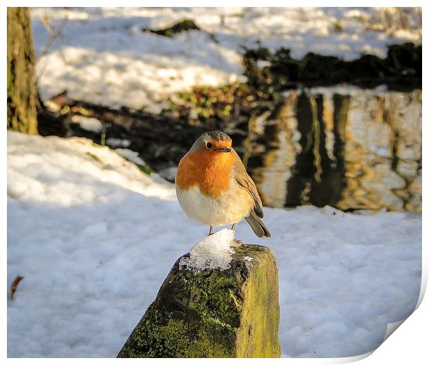 Robin on an Icy Rock Print by Ellie Rose