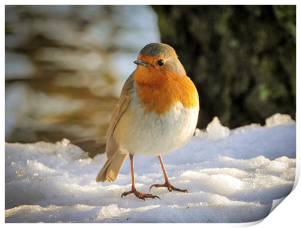 Robin in the Snow Print by Ellie Rose