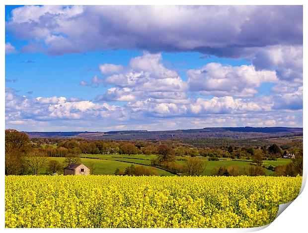 Rapeseed Field Print by Ellie Rose