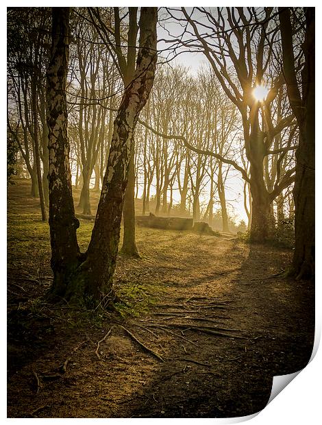 Shining Through Dark Woods Print by Ellie Rose
