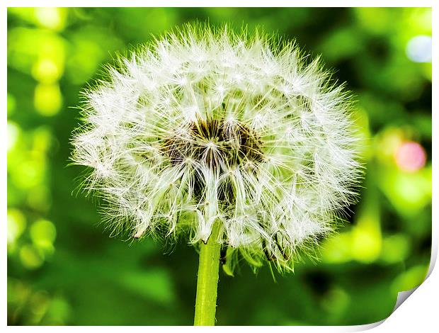 Dandelion Print by Ellie Rose