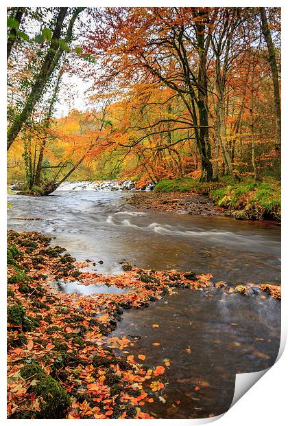 Autumn Along the Teign Print by Dave Rowlatt